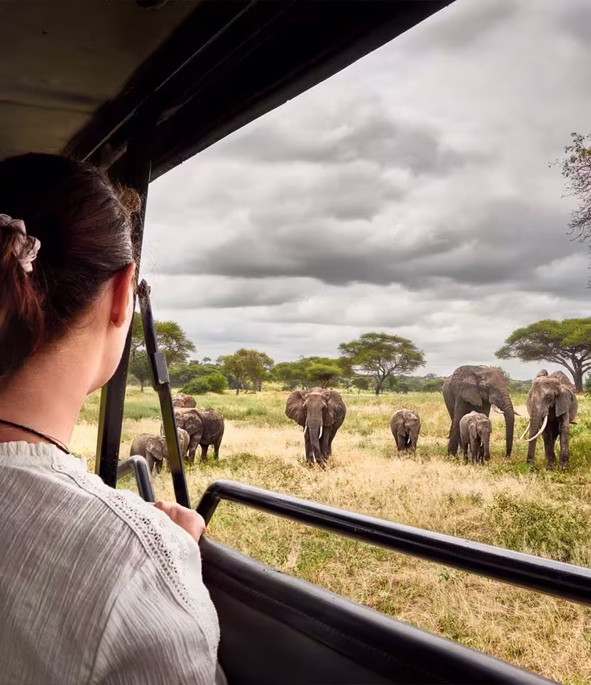 Safari Holidays